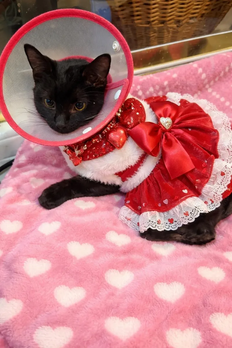 An adult medium-sized female Black Domestic Short Hair cat named Laurelle for adoption in Kenosha , WI