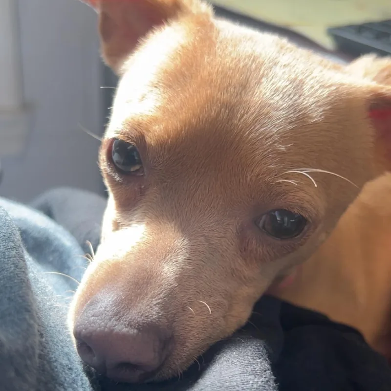 A young small-sized male Yellow / Tan / Blond / Fawn Chihuahua dog named Chester for adoption in South Elgin, IL