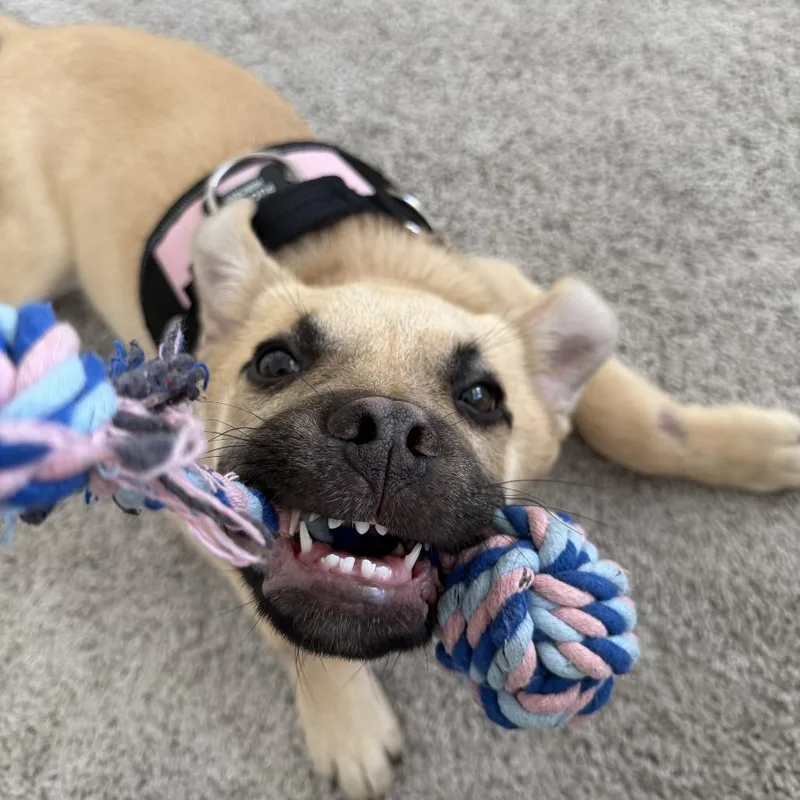 Penny D