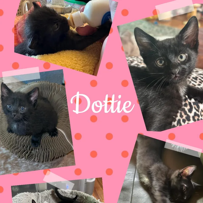 A baby small-sized female Black Domestic Short Hair cat named Dottie for adoption in Orangevale, CA
