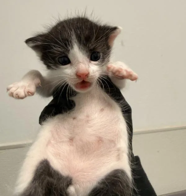A baby small-sized male Domestic Short Hair cat named Ricky for adoption in Oceanside, CA