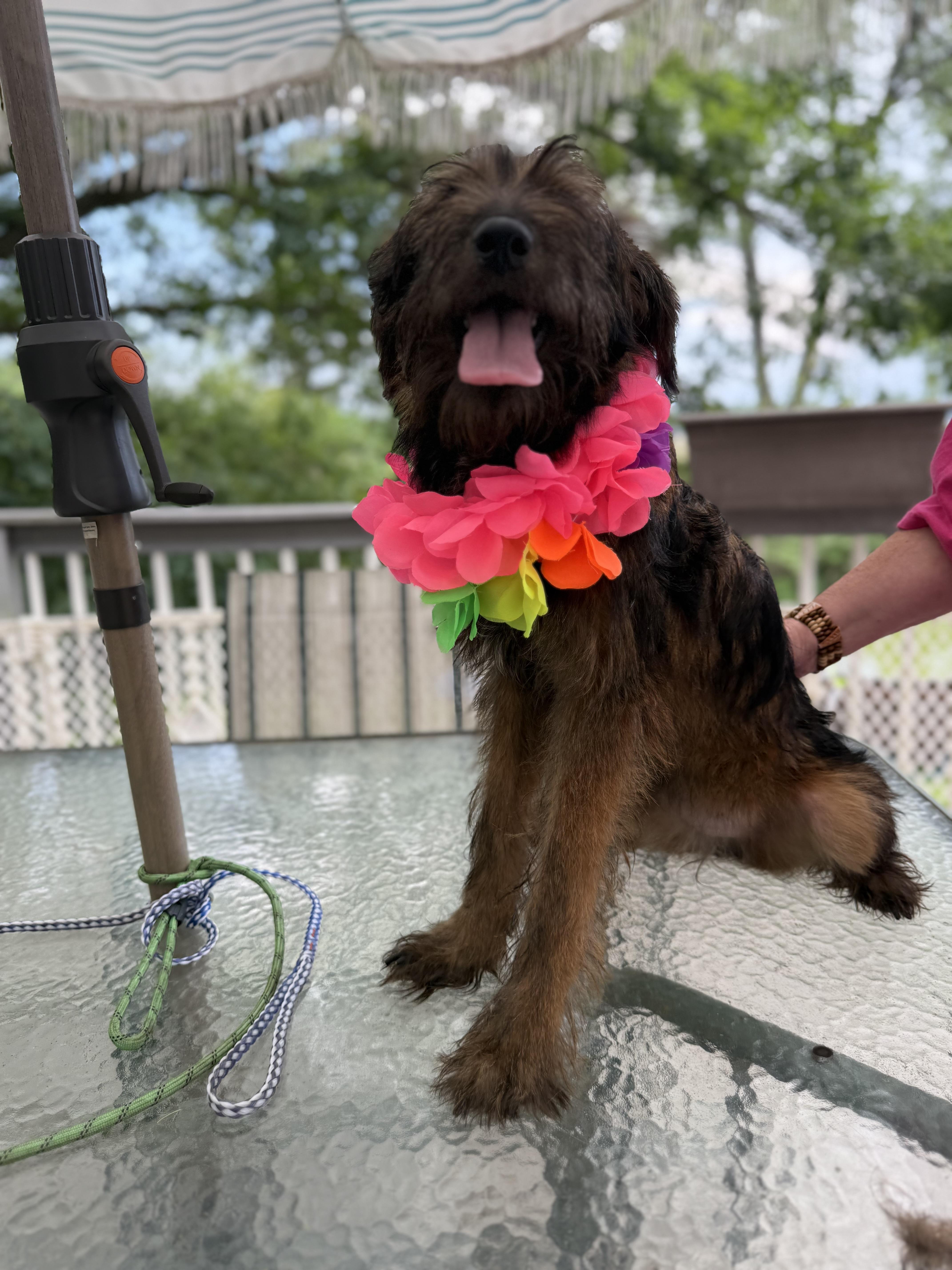 A baby medium-sized female Brown / Chocolate Goldendoodle dog named Brittany Spears for adoption in White Lake, MI