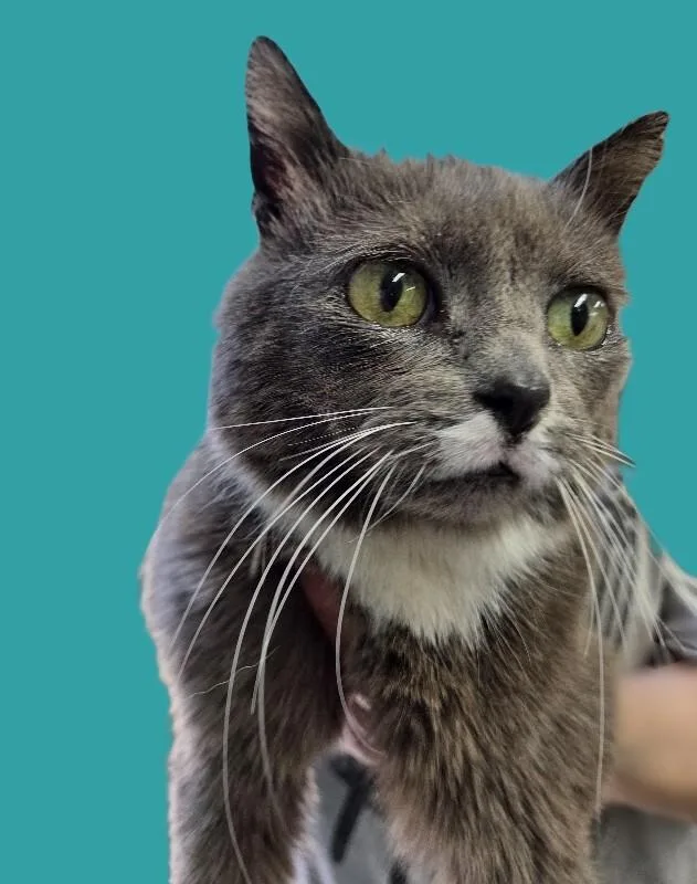 A senior medium-sized female Gray / Blue / Silver Domestic Short Hair cat named Buns for adoption in Adrian, MI
