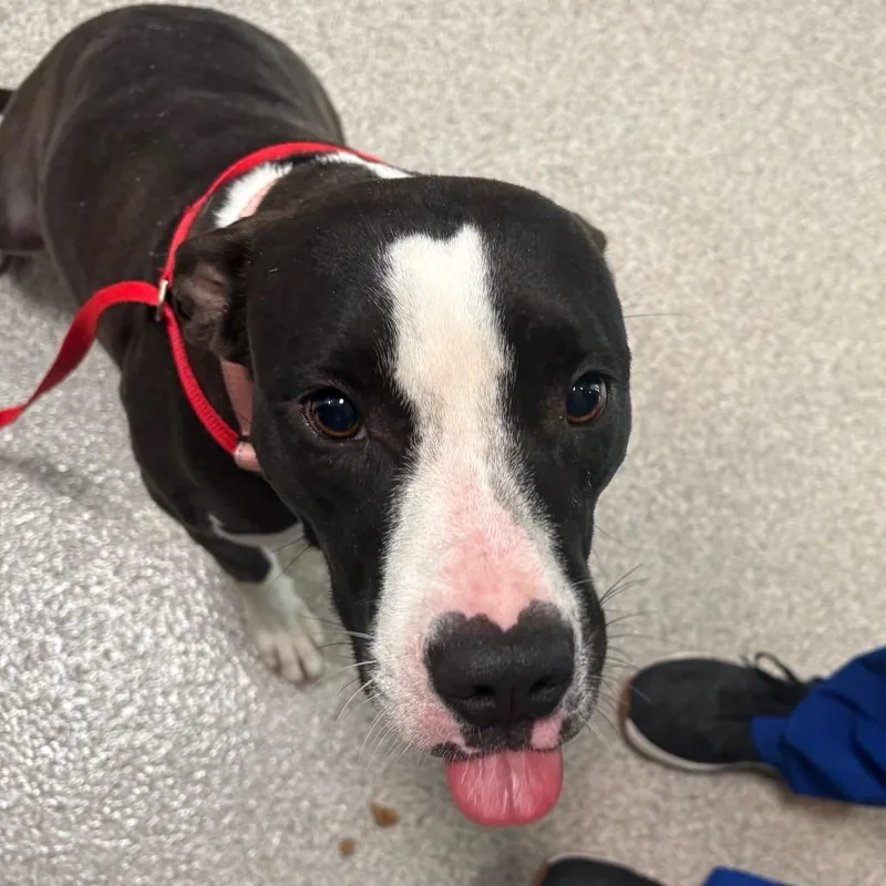 A young medium-sized female Black Mixed Breed dog named Bell Pepper for adoption in Englewood, FL