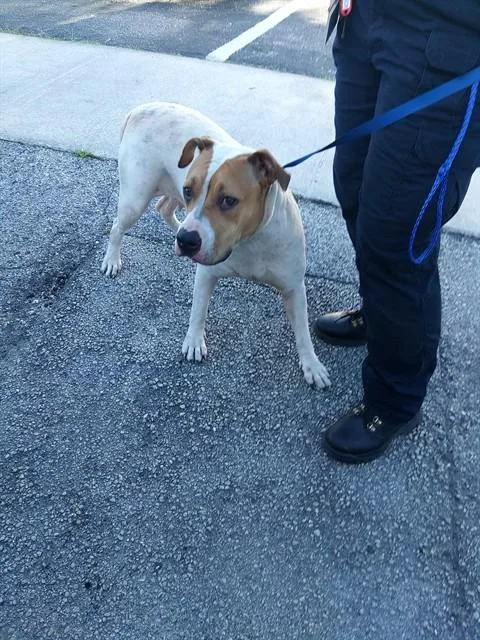 An adult large-sized female Mastiff dog named Lua for adoption in Fort Lauderdale, FL