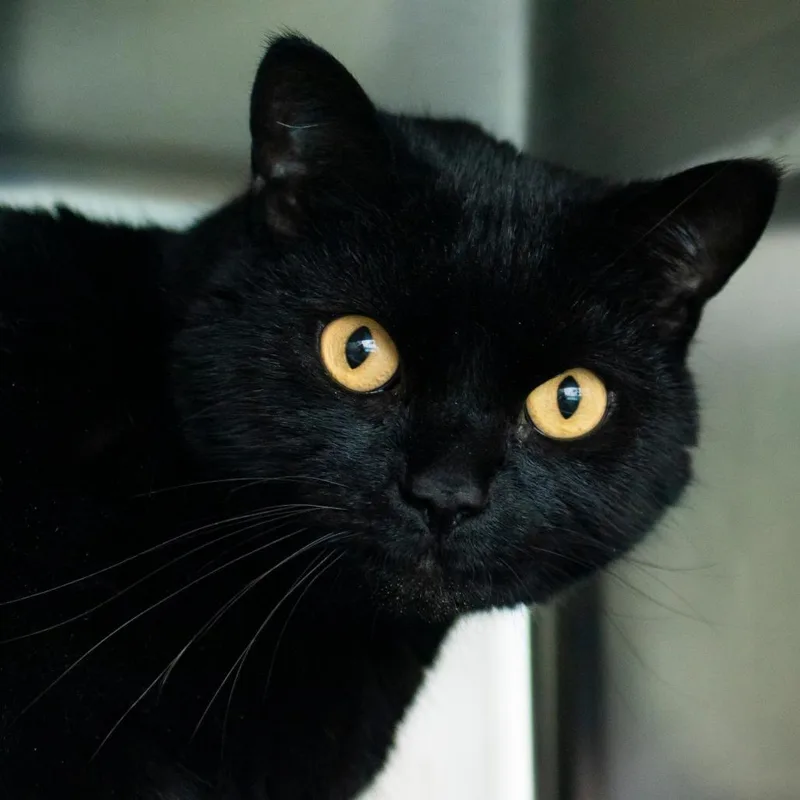 An adult large-sized male Black Domestic Short Hair cat named Big Bubba for adoption in Middletown, RI