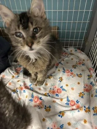 A young small-sized female Domestic Medium Hair cat named Rue for adoption in Janesville, WI