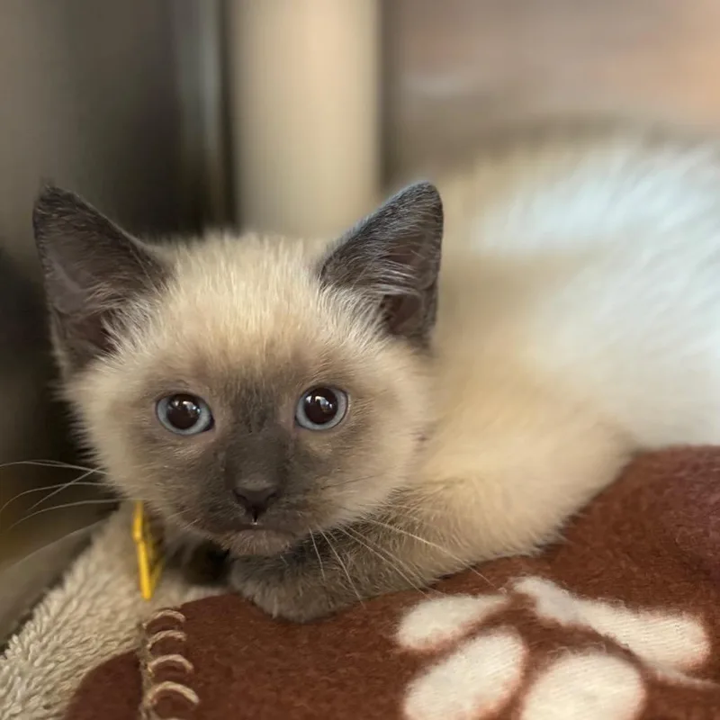 A baby small-sized female Lilac Point Domestic Short Hair cat named Walking Rock for adoption in Springfield, MA
