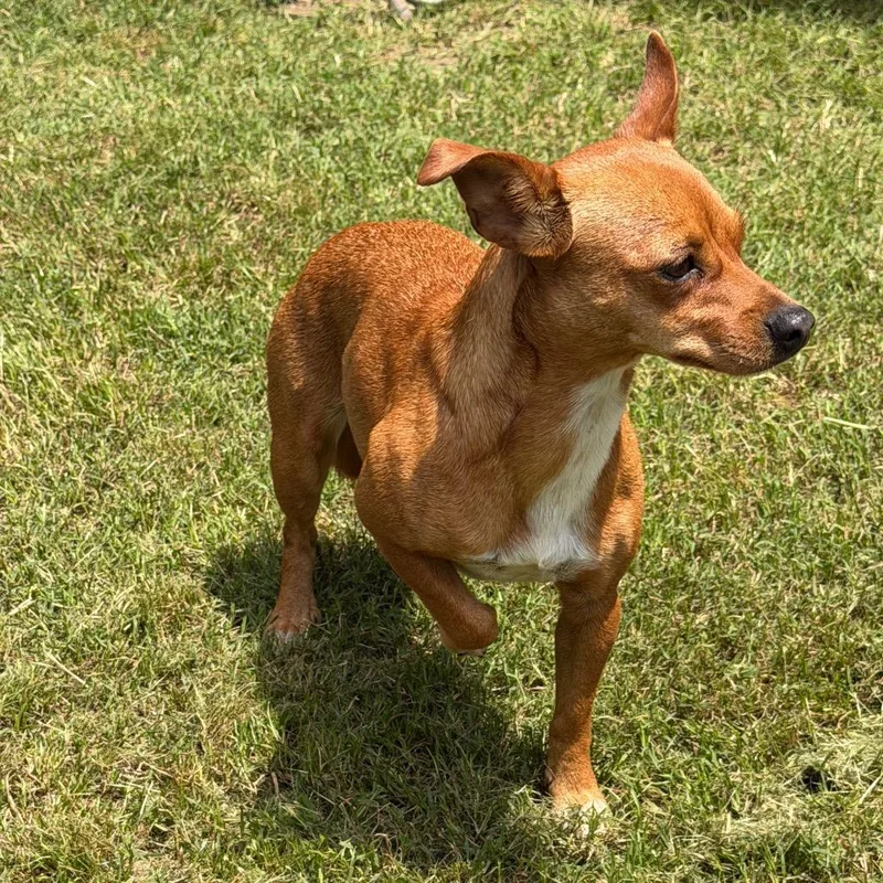 An adult small-sized female Red / Chestnut / Orange Chihuahua dog named Miracle for adoption in Denison, TX