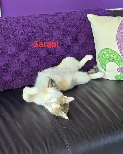 A young medium-sized female Domestic Short Hair cat named Sarabi for adoption in Metairie, LA