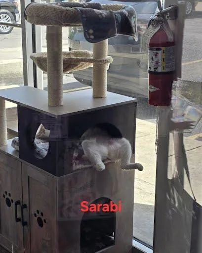 Sarabi thumbnail 2