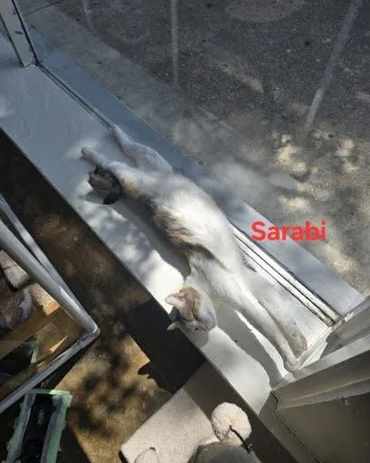 Sarabi thumbnail 3