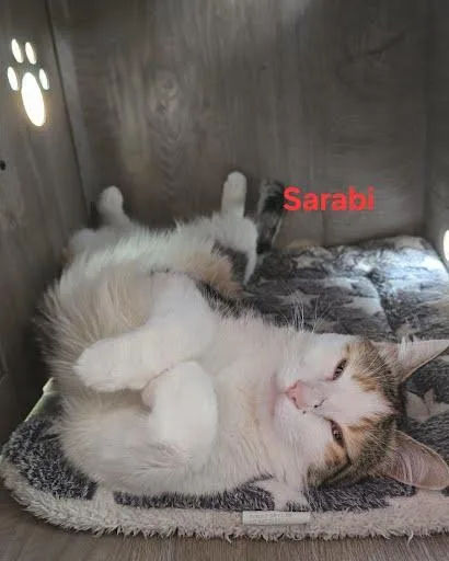Sarabi thumbnail 4