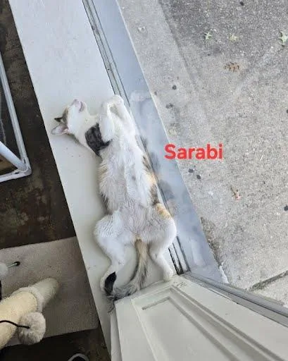 Sarabi thumbnail 6