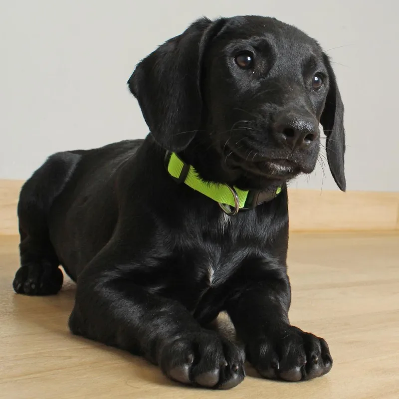 Darcy D
