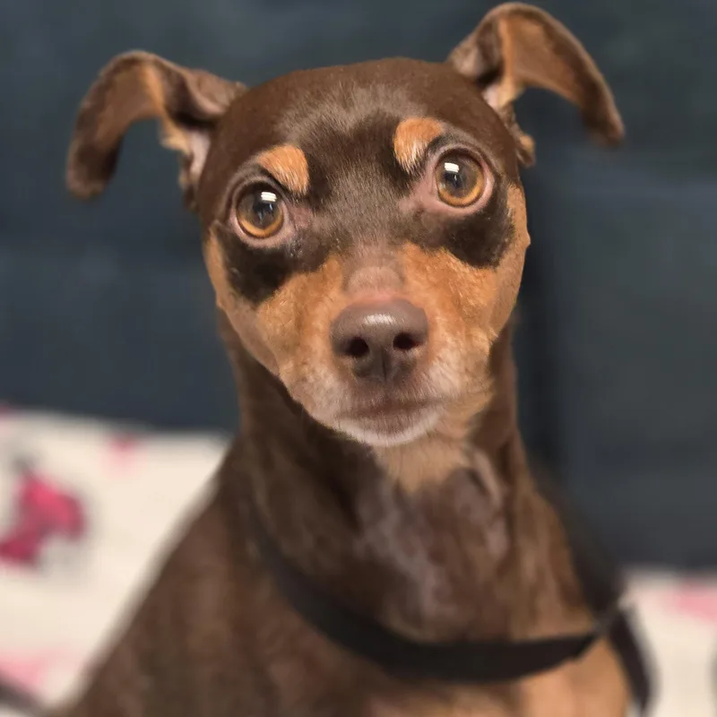 An adult small-sized female Brown / Chocolate Miniature Pinscher dog named Bambi for adoption in Normal, IL