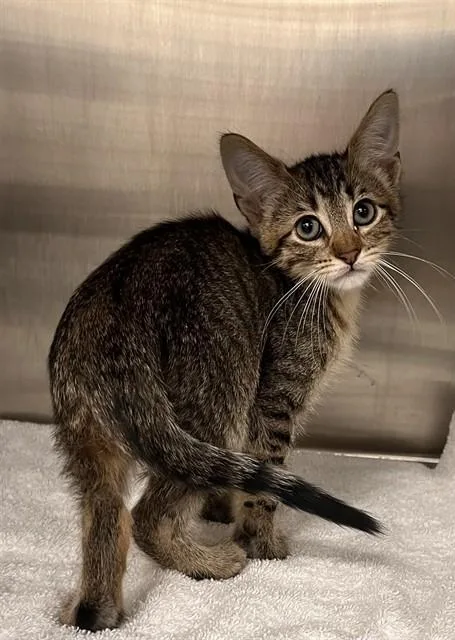 A baby small-sized male Domestic Short Hair cat named Reme for adoption in Pearland, TX