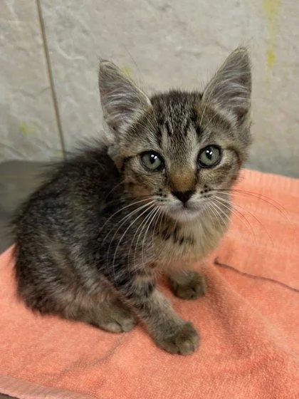 A baby small-sized female Domestic Short Hair cat named Potato for adoption in Honolulu, HI