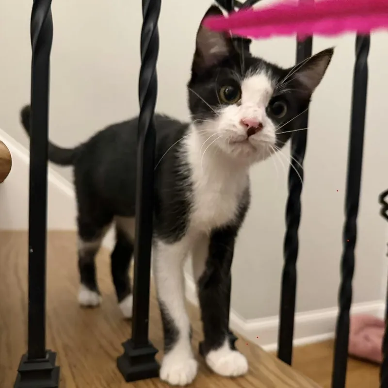 A baby medium-sized female Black & White / Tuxedo Domestic Short Hair cat named Rookie for adoption in Murfreesboro, TN