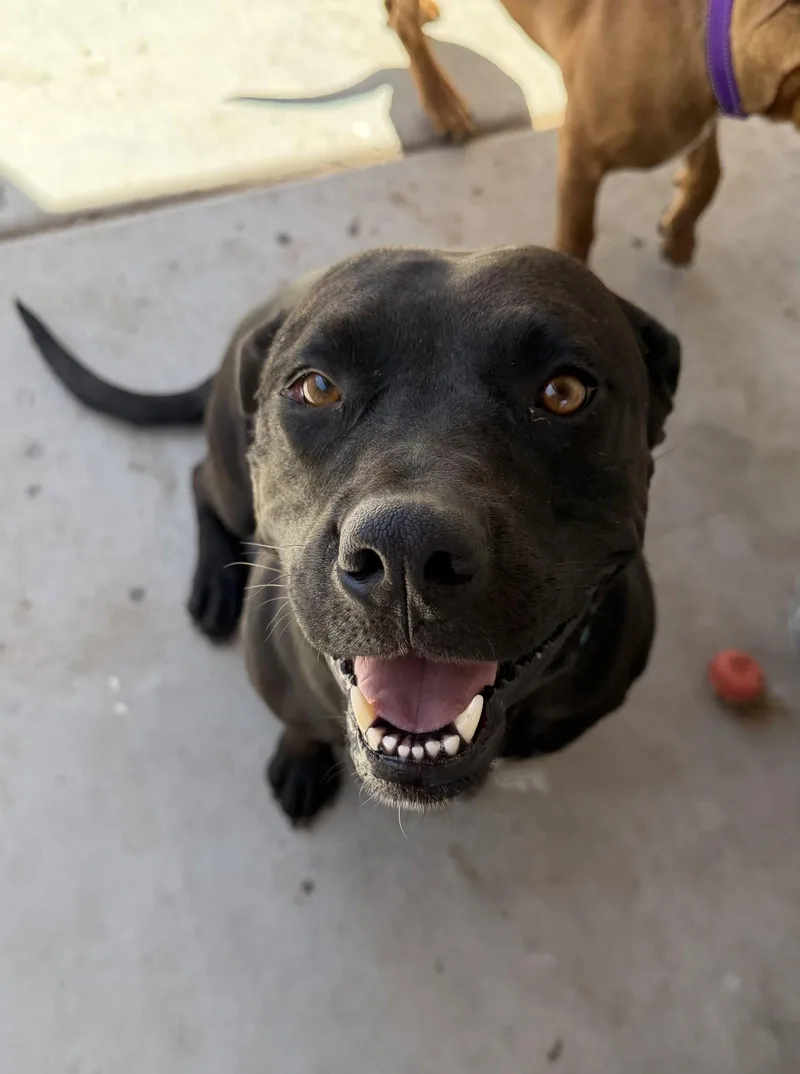 Nova