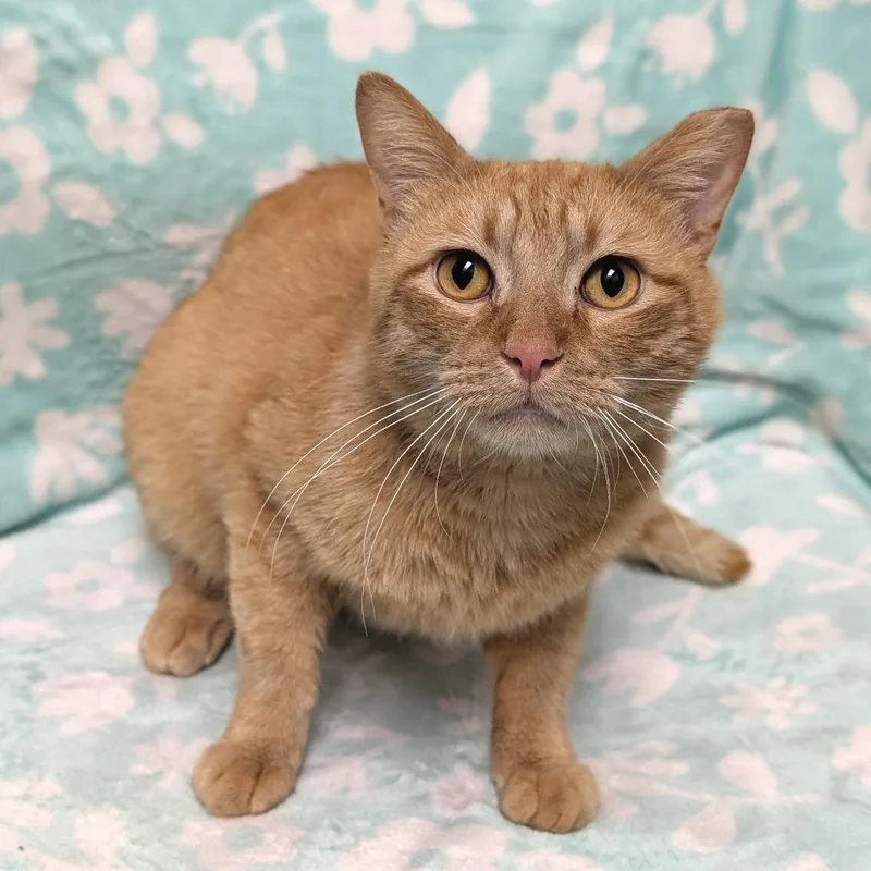 An adult large-sized male Orange / Red Domestic Short Hair cat named Marlin for adoption in Brookfield, WI