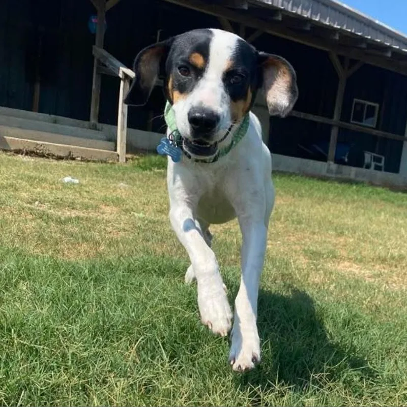 Pepper thumbnail 4