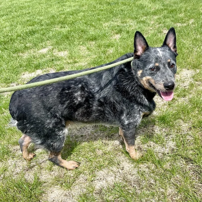 An adult medium-sized male Gray / Blue / Silver Australian Cattle Dog / Blue Heeler dog named Bubba for adoption in Sullivan, IL