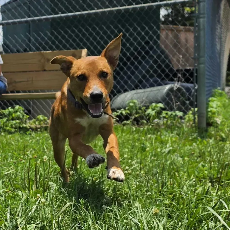 A young small-sized female Brown / Chocolate Mixed Breed dog named Raleigh for adoption in Jefferson city, TN