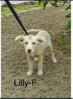 A baby medium-sized female Terrier dog named Lily for adoption in West Bloomfield, MI