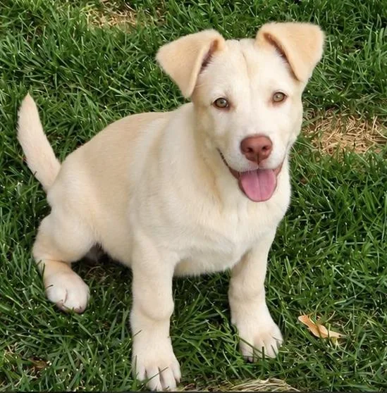 A baby large-sized female Labrador Retriever dog named Elena for adoption in Mead, CO