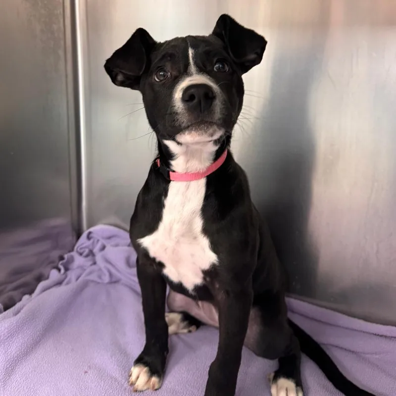 A baby small-sized female Mixed Breed dog named Natalie for adoption in Parkersburg, WV