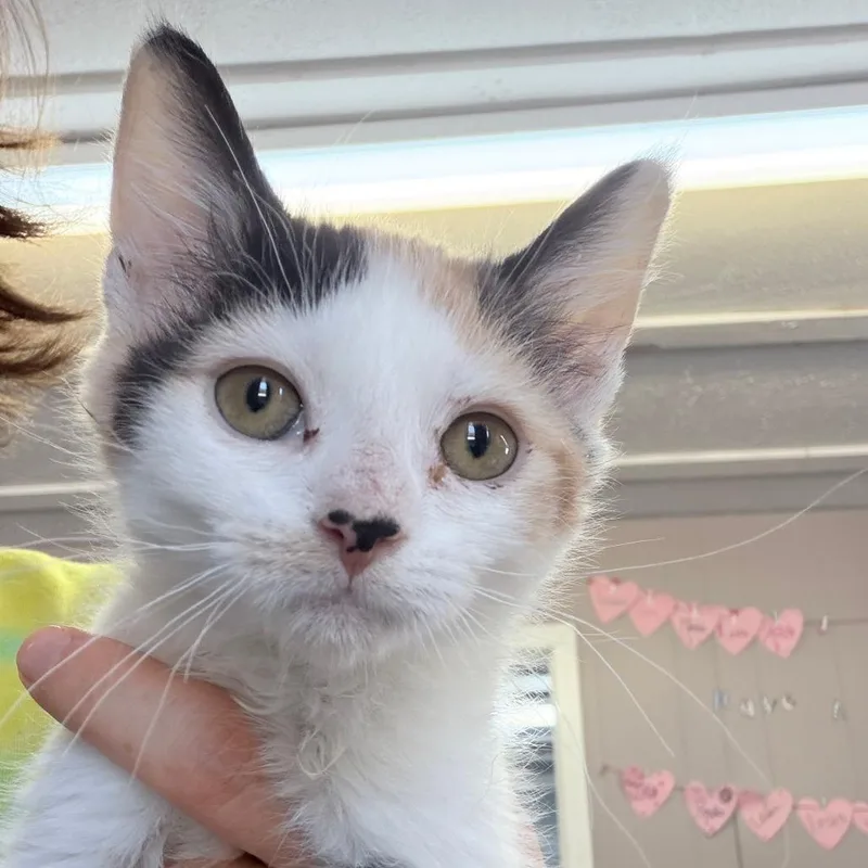 A baby small-sized female Calico Domestic Short Hair cat named Isla for adoption in Russellville, KY