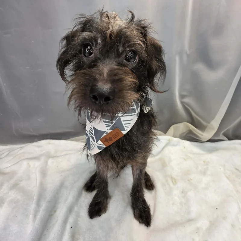A young small-sized male Black Miniature Poodle dog named Mashed Potato for adoption in Foley, AL