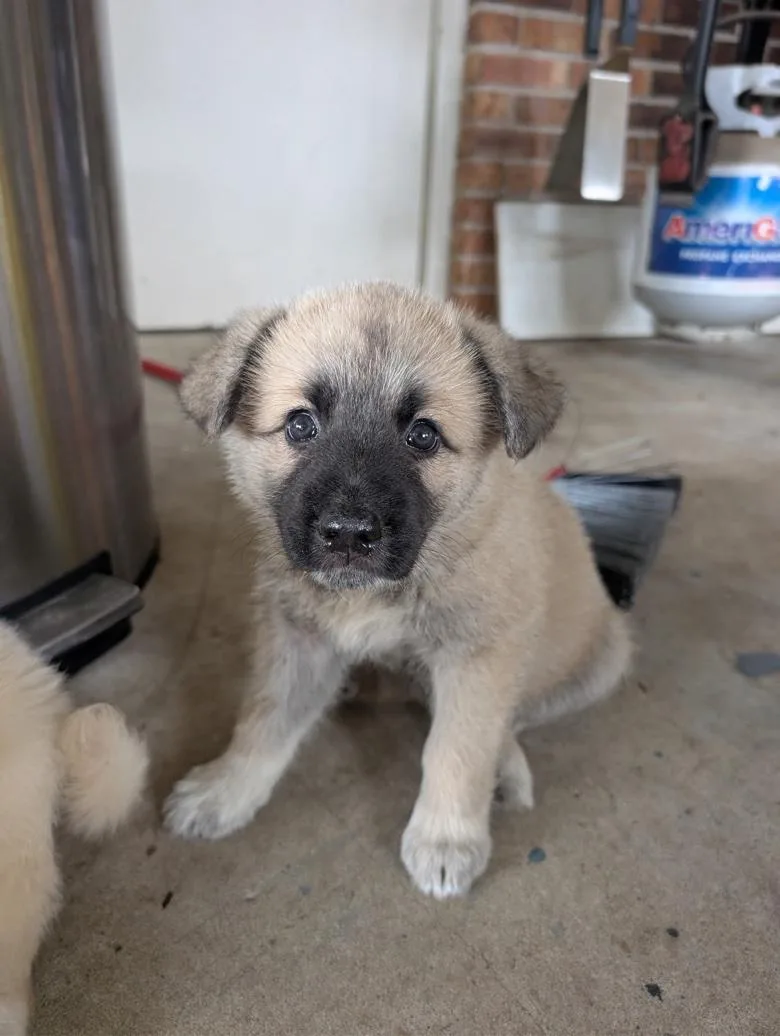A baby large-sized male Yellow / Tan / Blond / Fawn German Shepherd Dog dog named Jovan for adoption in Rome, GA