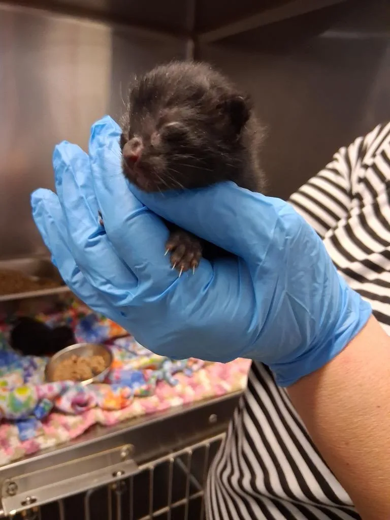 A baby small-sized male Domestic Short Hair cat named Gharley for adoption in Brownwood, TX