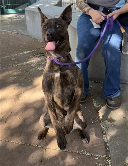 A young medium-sized female Pit Bull Terrier dog named Pinto for adoption in San Jose, CA