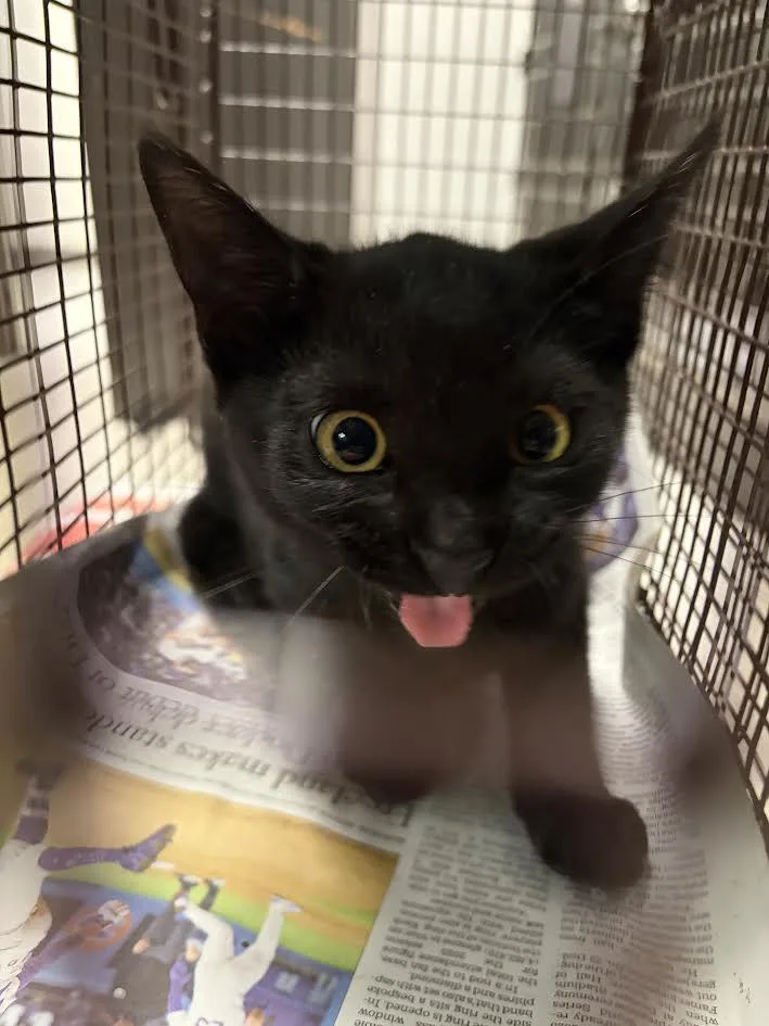 A baby small-sized female Domestic Short Hair cat named Belgium for adoption in Los Angeles, CA