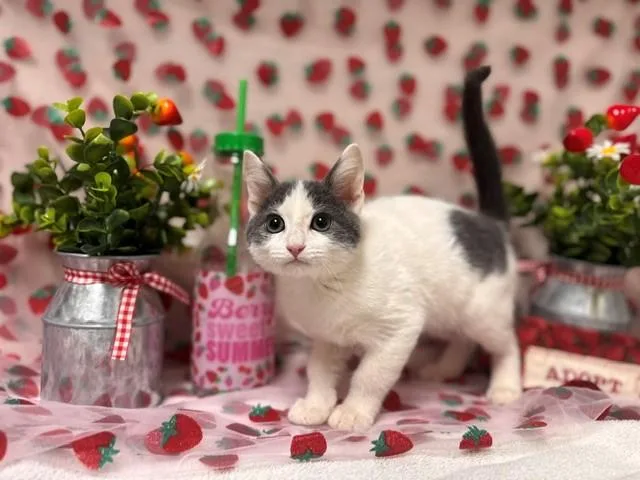 A baby small-sized male Domestic Short Hair cat named Tiny Tim for adoption in Fairfield, CA