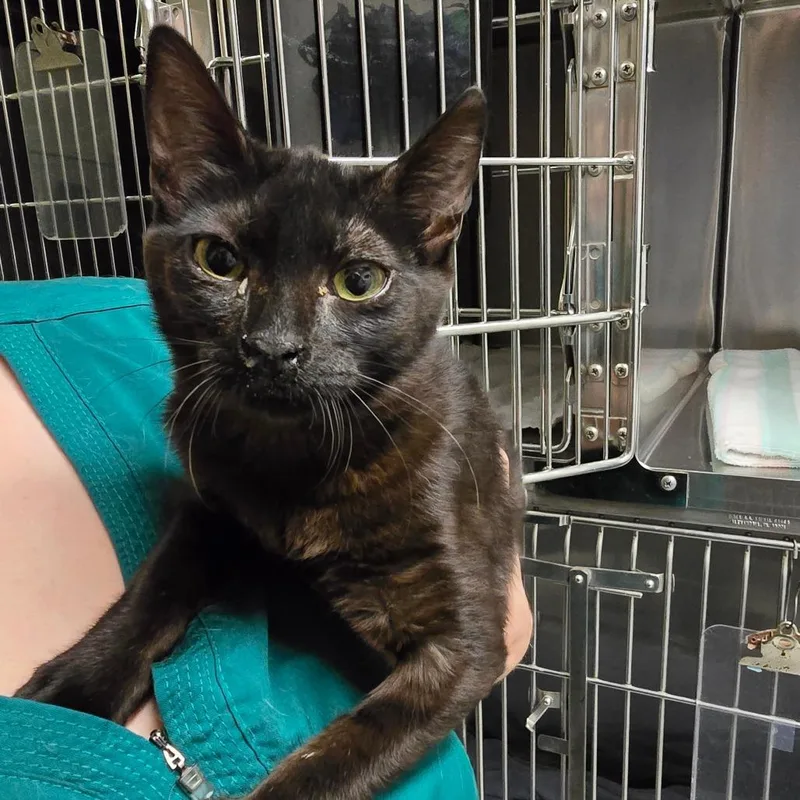 A baby medium-sized female Tortoiseshell Domestic Short Hair cat named Juliet for adoption in Fort Bragg, CA