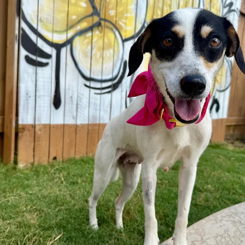 A young medium-sized female Black Beagle dog named Abby Gail for adoption in Austin, TX