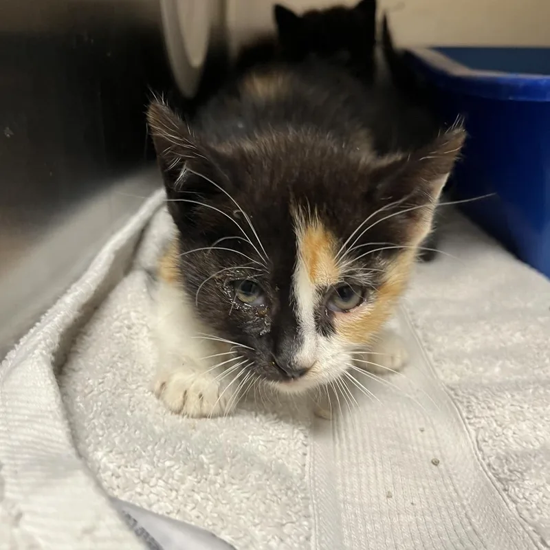 A baby small-sized female Black Domestic Short Hair cat named Bellatrix for adoption in Sonoma, CA