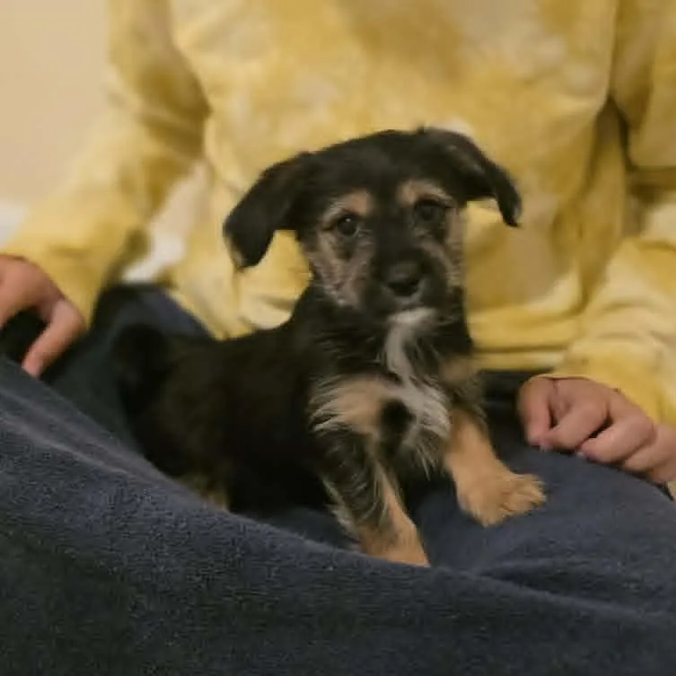 A baby small-sized male Brown / Chocolate Mixed Breed dog named Dr. Robby for adoption in Fredericksburg, VA