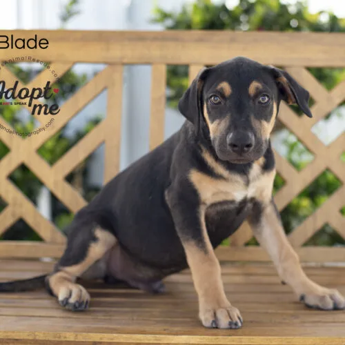 A young medium-sized male Black Doberman Pinscher dog named Blade for adoption in Bakersfield, CA