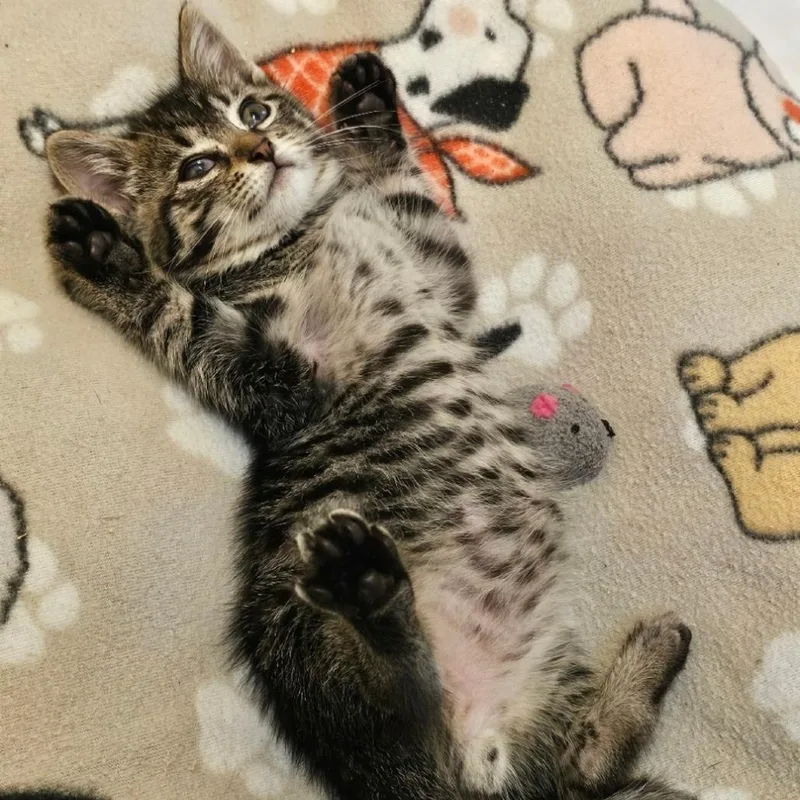 A baby small-sized male Brown / Chocolate Domestic Short Hair cat named Rummo for adoption in Westminster, CA