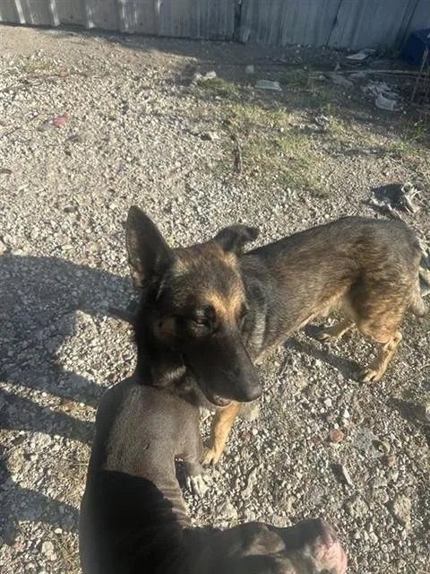 An adult large-sized male German Shepherd Dog dog named A for adoption in Houston, TX