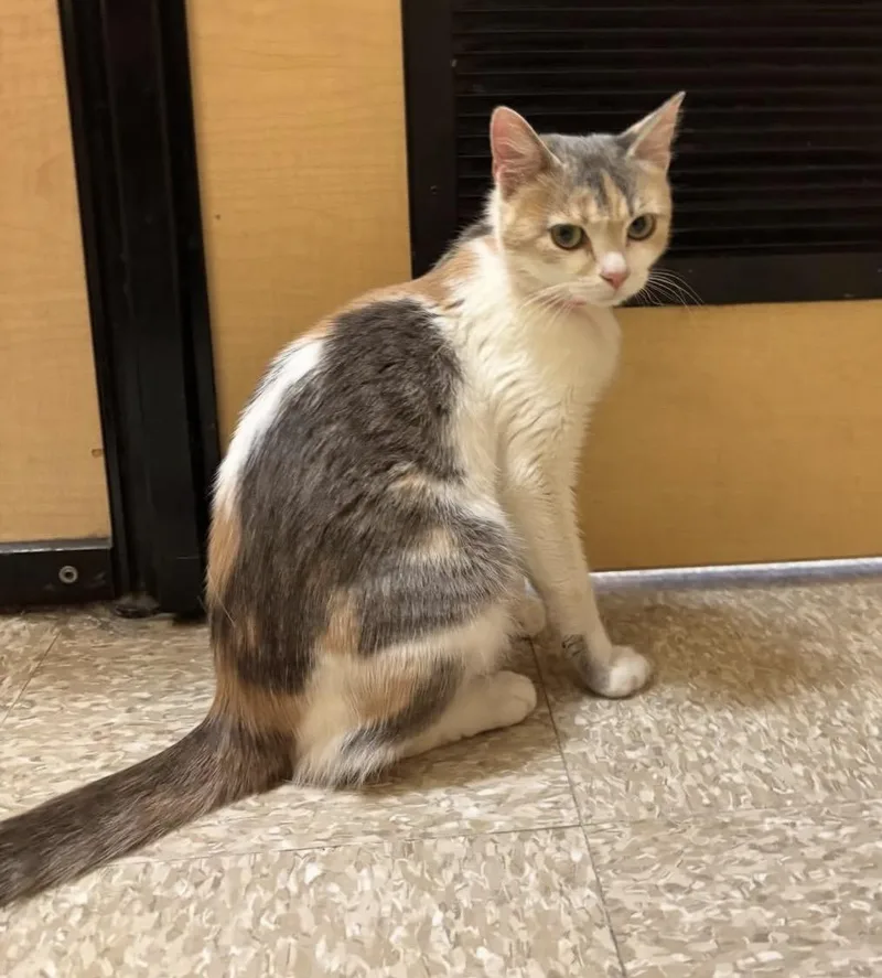 An adult medium-sized female Calico Dilute Calico cat named Phoebe. for adoption in Waldorf, MD