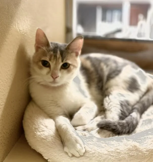 Phoebe. thumbnail 2