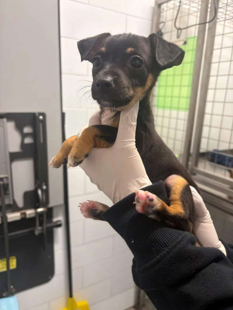 A baby small-sized female Dachshund dog named Mermaid for adoption in Austin, TX