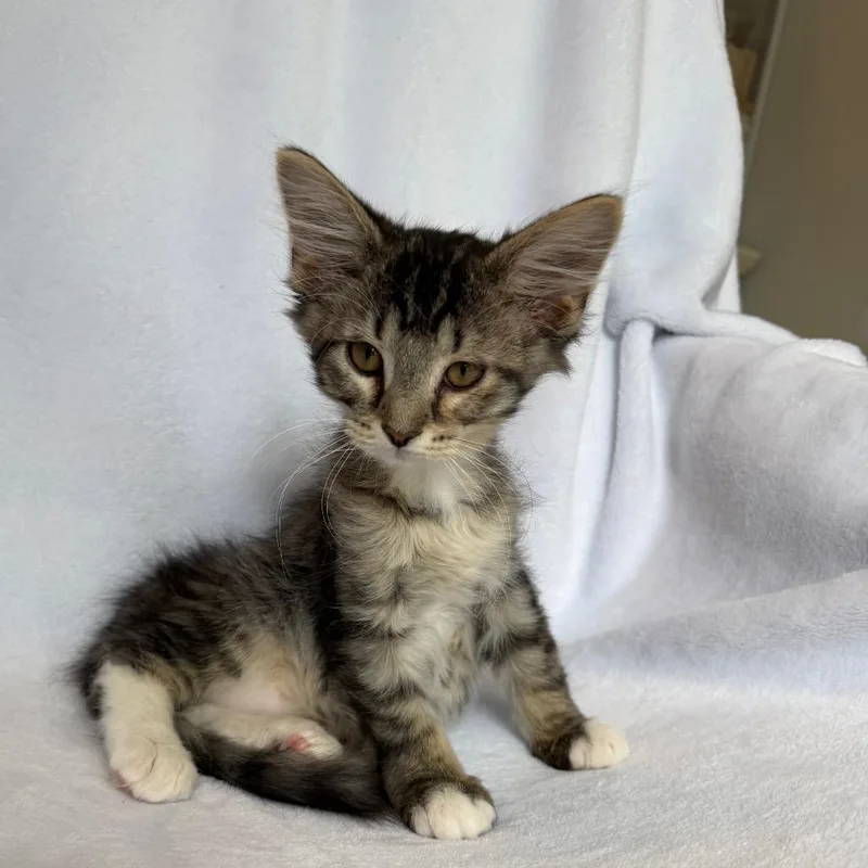A baby small-sized male Domestic Long Hair cat named Bruce for adoption in La Grange, KY