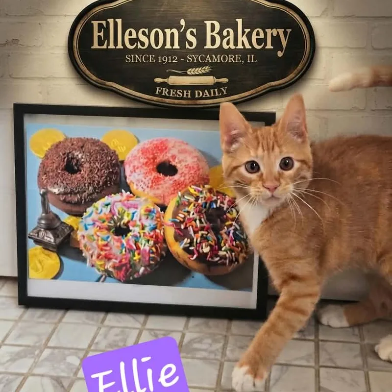 A baby small-sized female Orange / Red Domestic Short Hair cat named Elleson for adoption in DeKalb, IL